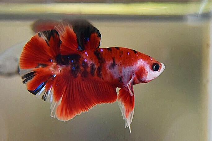 "แฟนซีลายคราฟ" ปลากัดคัดเกรดครีบสั้น - Halfmoon Plakad Fancy Red Koi Premium Quality Grade