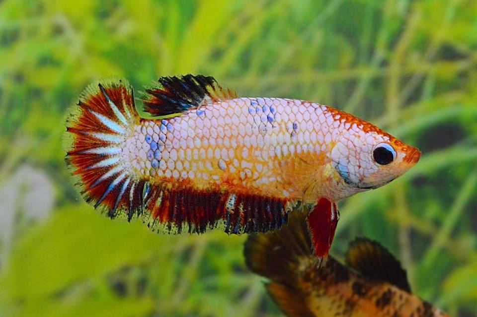 คัดเกรดปลากัดครีบสั้นเพศเมีย- Female Halfmoon Plakat Fancy Dragon Quality Grade
