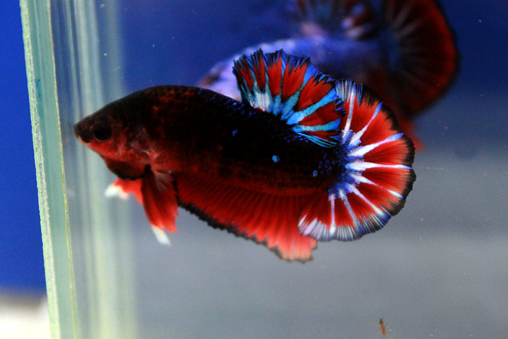 คัดเกรดปลากัดครีบสั้น-Hi- Quality Halfmoon Plakat Fancy Dragon Quality Grade
