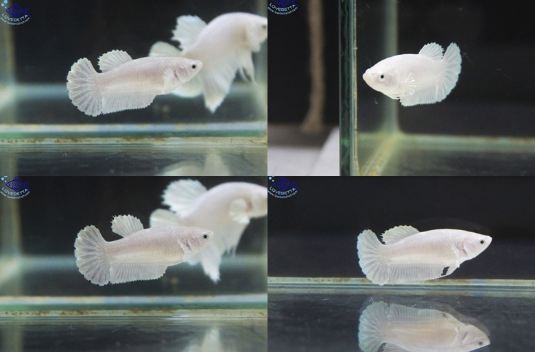 (ขายแล้วครับ)"คัดเกรด" Female White Platinum Grade AAA