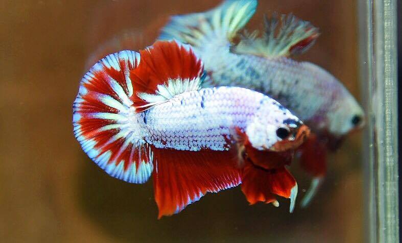 ปลากัดคัดเกรดครีบสั้น - Halfmoon Plakad Fancy Green Dragon Premium Quality Grade AAA+