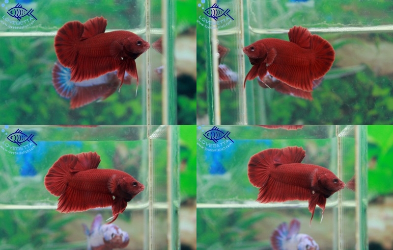 (ขายแล้วครับ)"Grade A"ปลากัดครีบสั้น-Halfmoon Plakats Super Red Grade A