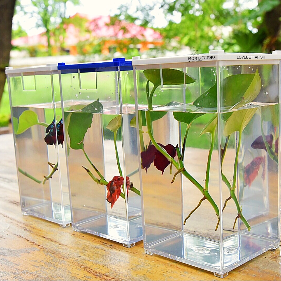 โหล เหลี่ยม พลาสติกใส่ปลากัด ขนาด กว้าง 9 cm. x ยาว 9 cm. x สูง 17 cm. พร้อมฝาปิดและฐานรองในแผ่นเดียว