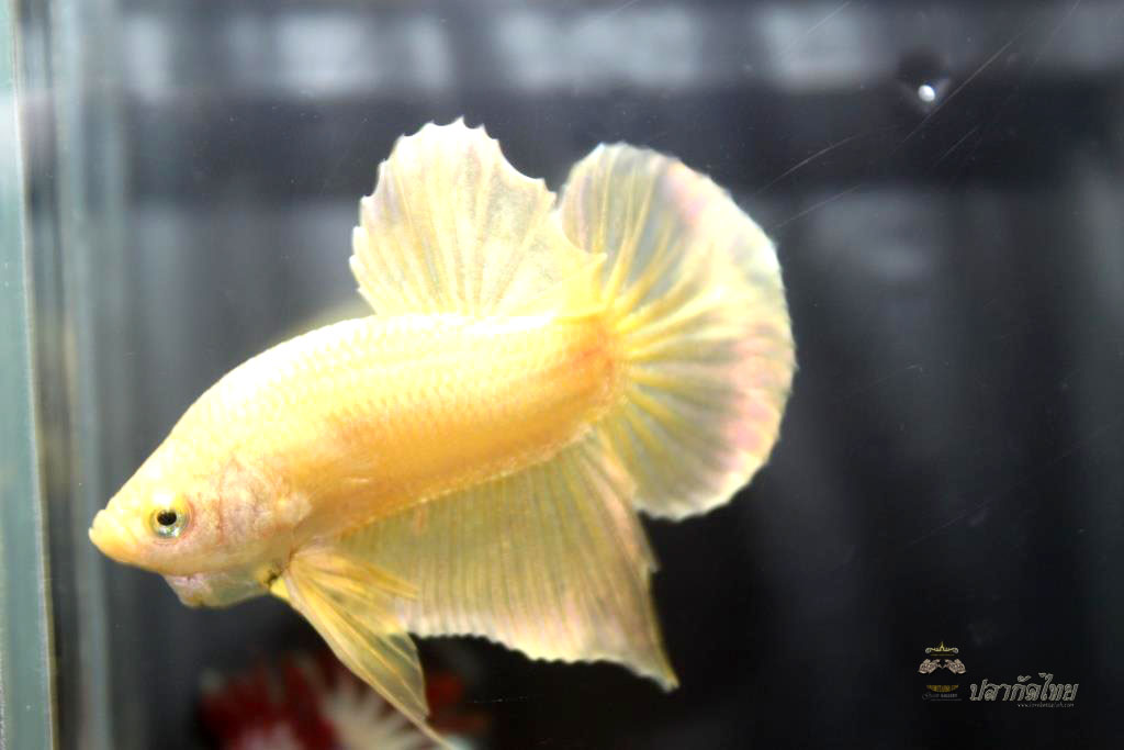 ปลากัดคัดเกรดครีบสั้น - Halfmoon Plakad Super Gold Premium Quality Grade