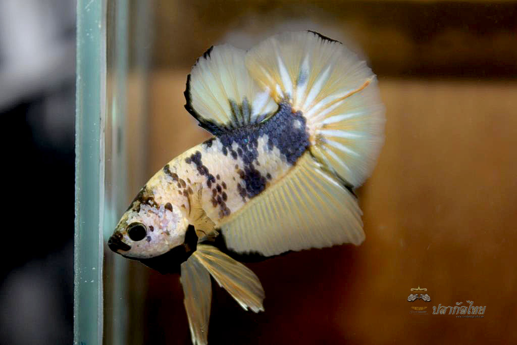ปลากัดคัดเกรดครีบสั้น - Halfmoon Plakad Fancy Yellow Dragon Premium Quality Grade