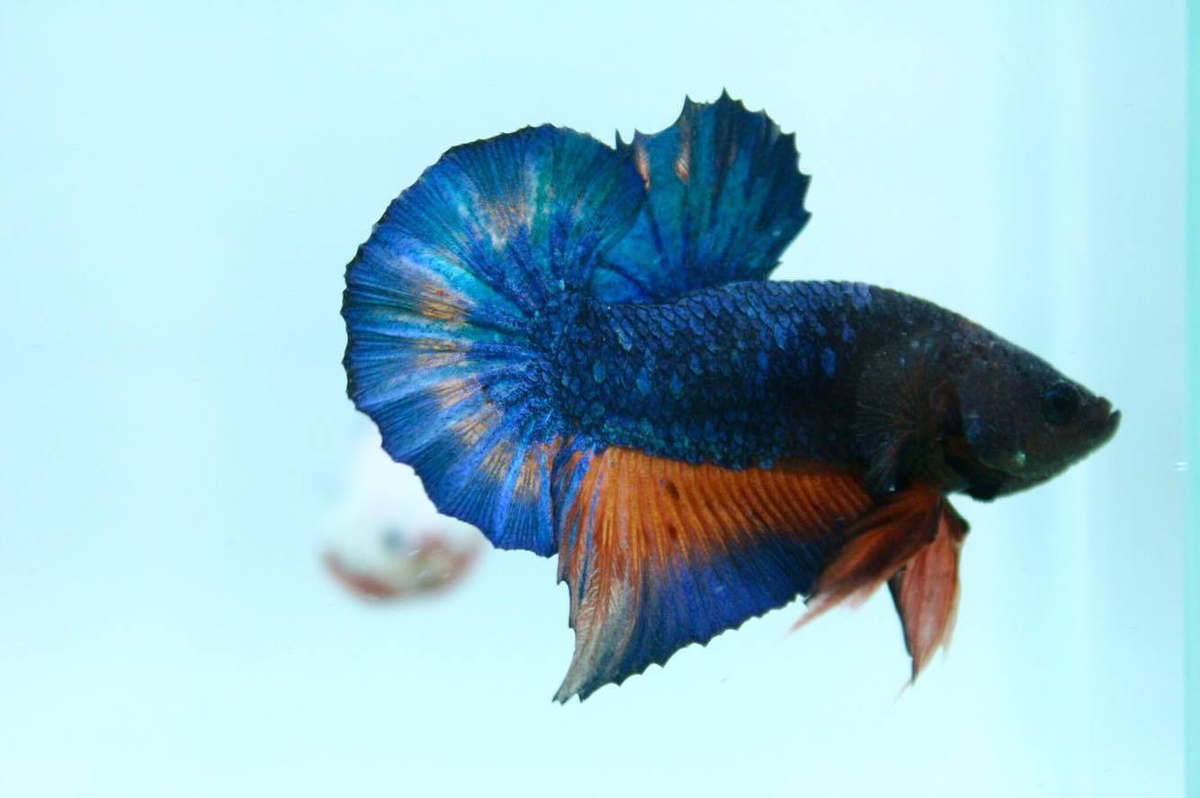 ปลากัดคัดเกรดครีบสั้น - Halfmoon Plakad Fancy Dragon Quality Grade