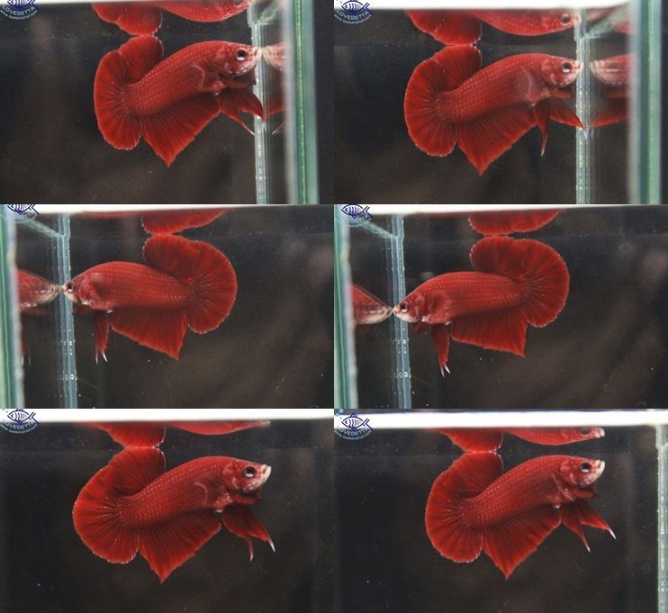 ปลากัดครีบสั้น - Halfmoon Plakats Super Red1