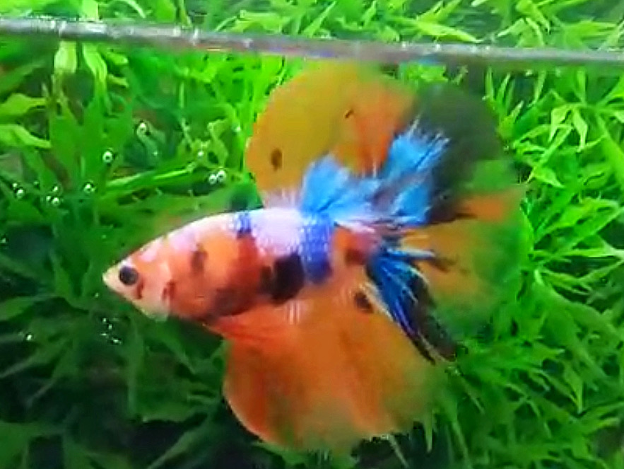 ปลากัดคัดเกรดครีบยาว - Halfmoon Fancy Koi Colors Full Premium Quality Grade