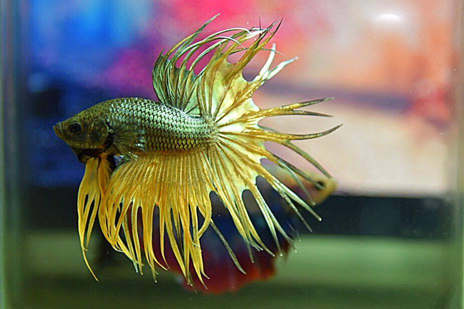 ปลากัดคัดเกรดครีบยาวหางมงกุฎ - CrownTails Fancy Premium Quality Grade AAA+