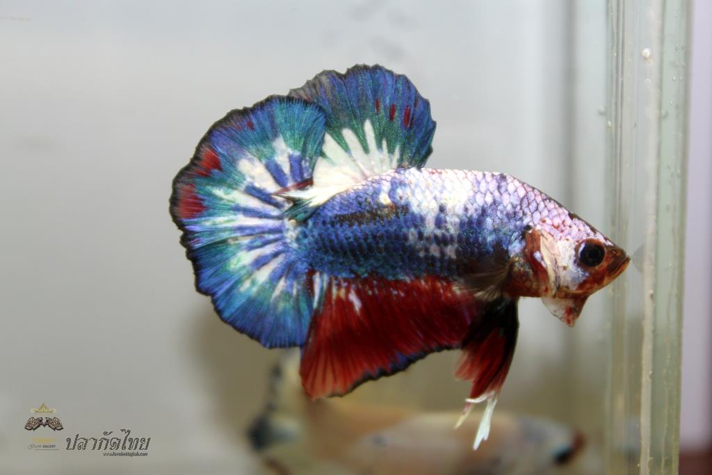 ปลากัดคัดเกรดครีบสั้น - Halfmoon Plakad Fancy Dragon Premium Quality Grade