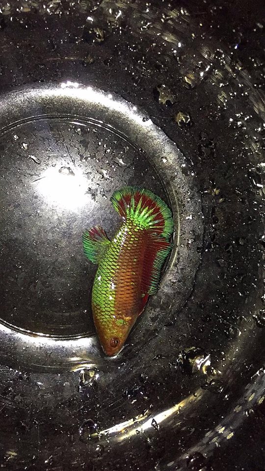 ปลากัดคัดเกรดครีบสั้นเพศเมีย - Female Halfmoon Plakad Fancy Dragon Quality Grade