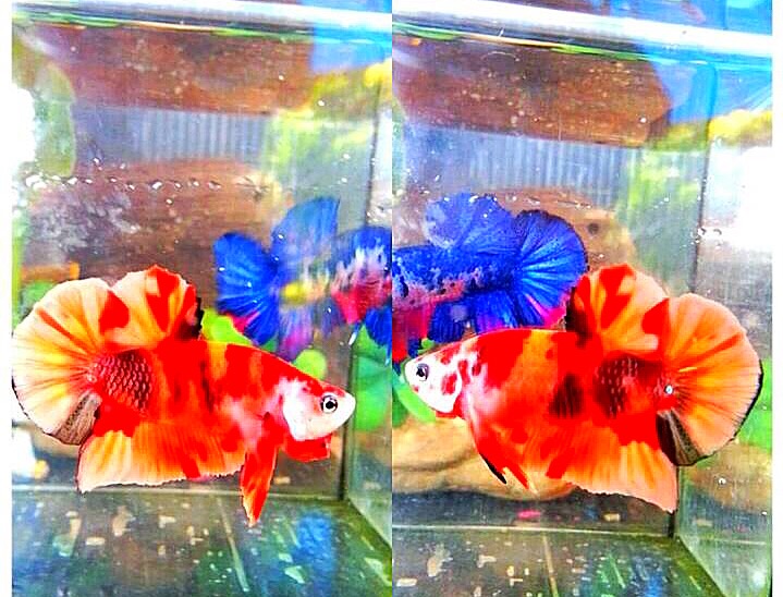 ปลากัดคัดเกรดครีบสั้นแฟนซี - Halfmoon Plakad Fancy Red Nemo Galaxy Premium Quality Grade