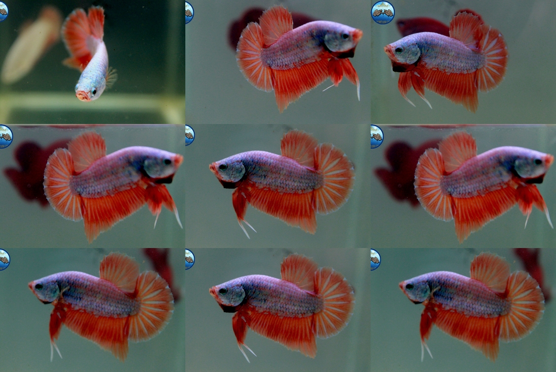 (ขายแล้วครับ)"คัดเกรด"ปลากัดครีบสั้น-Halfmoon Plakats Orange Dragon