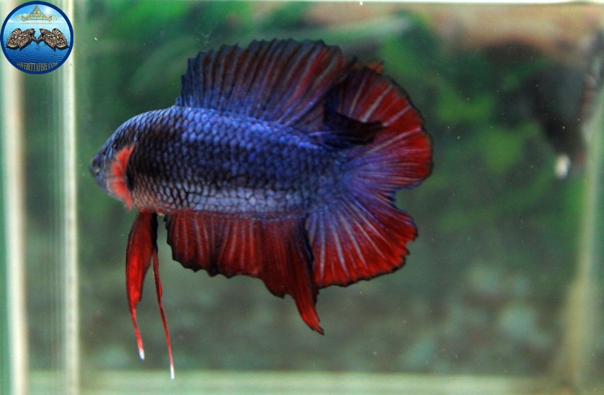 (ขายแล้วครับ)"คัดเกรด"ปลากัดครีบสั้น-Halfmoon Plakats Double Tails Fancy