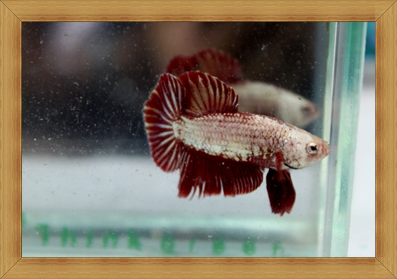 ปลากัดครีบสั้น - Halfmoon Plakats Reddragon