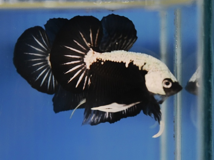'ปลาวัยรุ่นอนาคตไกล' ปลากัดคัดเกรดครีบสั้น - Halfmoon Plakad Black Samurai Premium Quality Grade