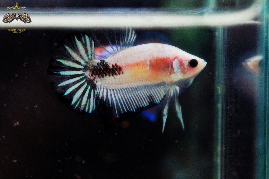 (ขายแล้วครับ)"คัดเกรด"ปลากัดครีบสั้น-Halfmoon Plakats Fancy Koi