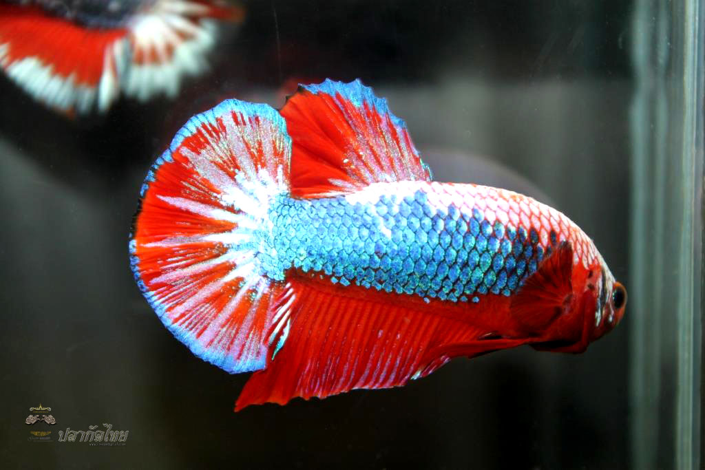 ปลากัดคัดเกรดครีบสั้น - Halfmoon Plakad Fancy Dragon Premium Quality Grade