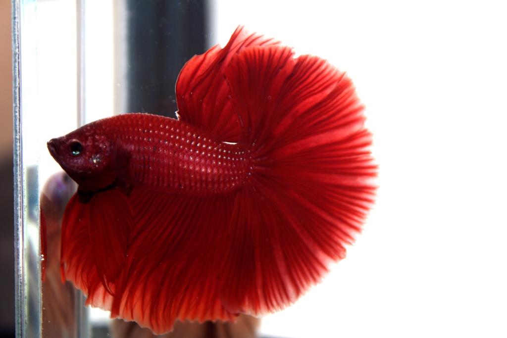 ปลากัดครีบยาวหางพระจันทร์ครึ่งดวง - Halfmoon Premium Quality Grade Super Red