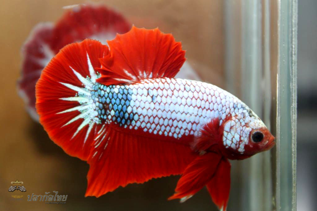 ปลาใหญ่ขนาดเกือบ 1.8-1.9 นิ้ว ปลากัดคัดเกรดครีบ - Halfmoon Plakad Fancy Dragon Premium Quality Grade