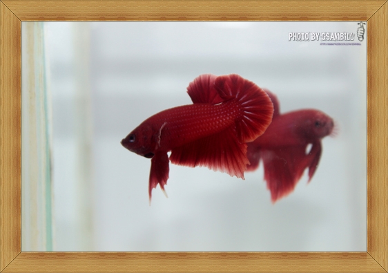 ปลากัดครีบสั้น - Halfmoon Plakats SUPER RED5