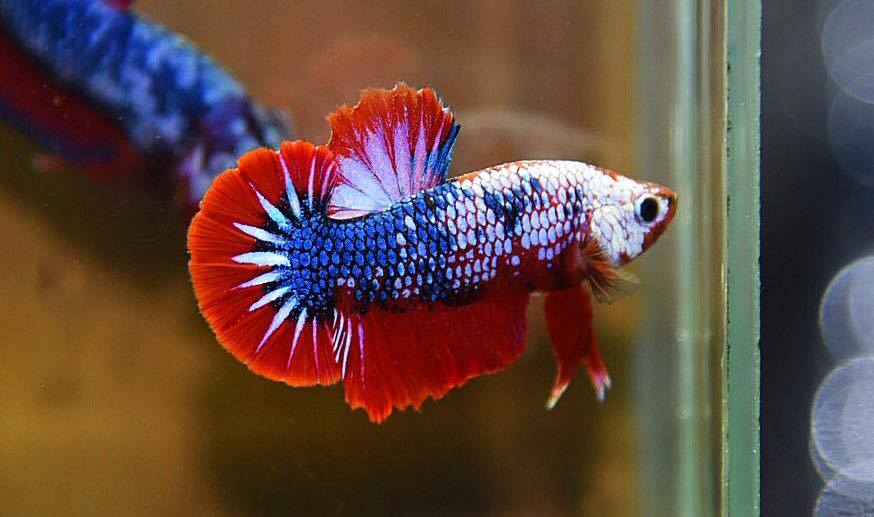ปลากัดคัดเกรดครีบสั้น - Halfmoon Plakad Fancy Dragon Premium Quality Grade AAA+
