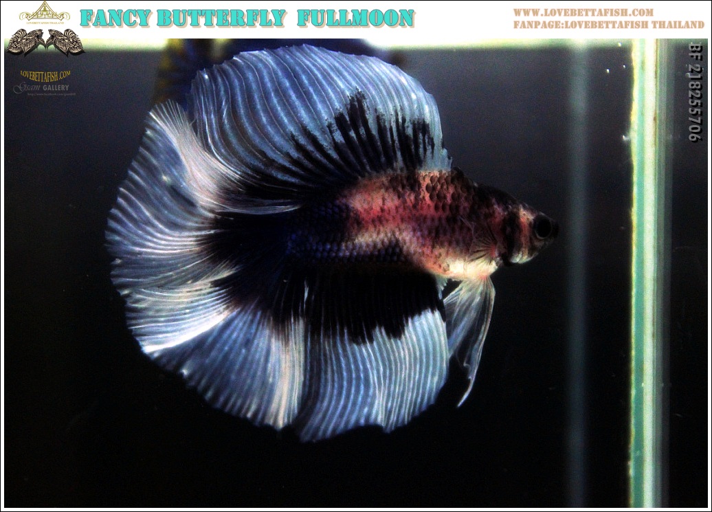 (ขายแล้วครับ)"คัดเกรด"ปลากัดครีบยาว หางพระจันทร์เต็มดวง หางคู่-Fullmoon BF Butterfly