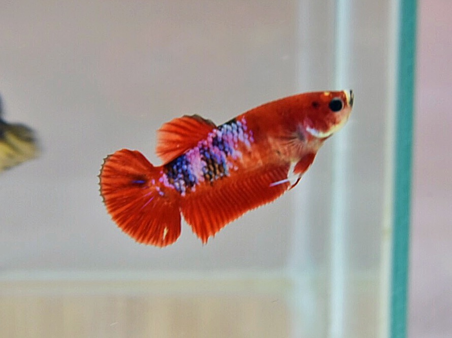 ปลากัดคัดเกรดครีบสั้นแฟนซี"ตัวเมีย" - Female Halfmoon Plakad Fancy Premium Quality Grade