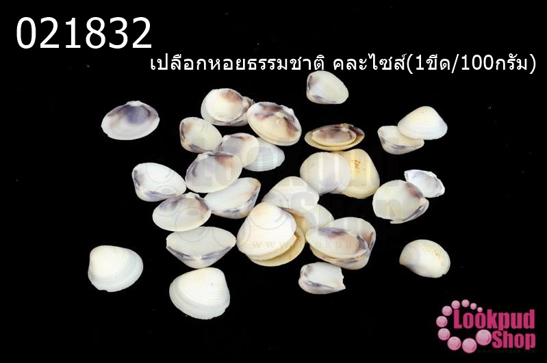 เปลือกหอยธรรมชาติ คละไซส์(1ขีด/100กรัม)