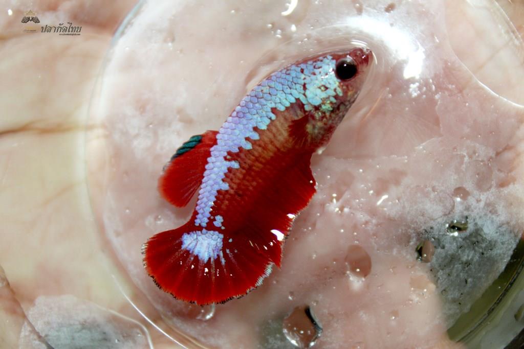 ปลากัดคัดเกรดครีบสั้นตัวเมีย - Female Halfmoon Plakad Fancy Dragon Quality Grade