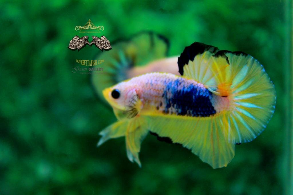คัดเกรดปลากัดครีบสั้น-Halfmoon Plakat Fancy Dragon Yellow Blue Quality Grade