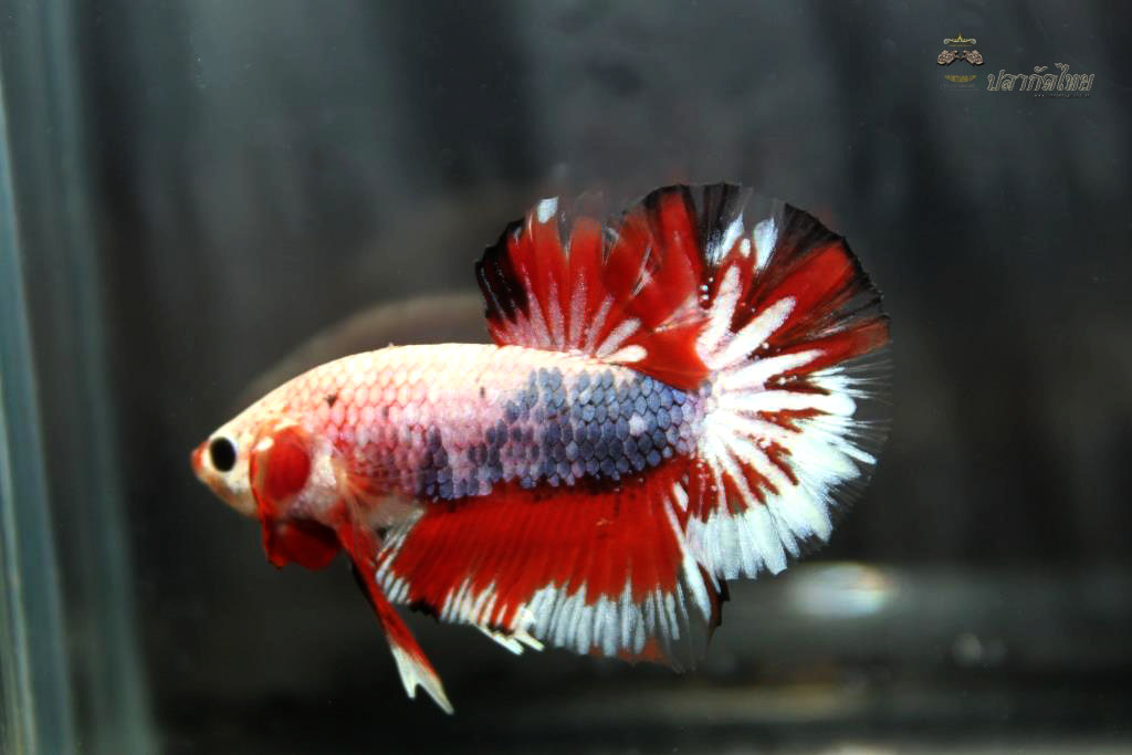 ปลากัดคัดเกรดครีบสั้น - Halfmoon Plakad Fancy Dragon Premium Quality Grade