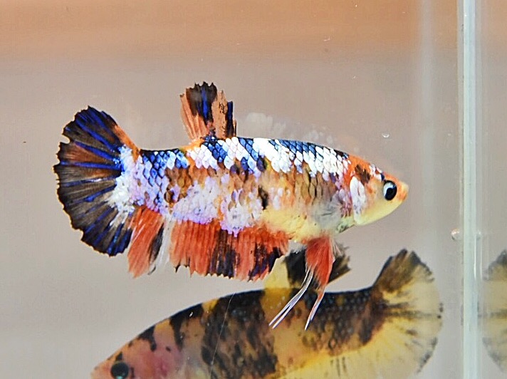 ปลากัดคัดเกรดครีบสั้นแฟนซี"ตัวเมีย" - Female Halfmoon Plakad Fancy Premium Quality Grade