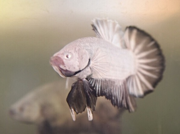 ปลากัดสวยงามครีบสั้นสีมังกรดำ- Halfmoon Plakad Black Dragon