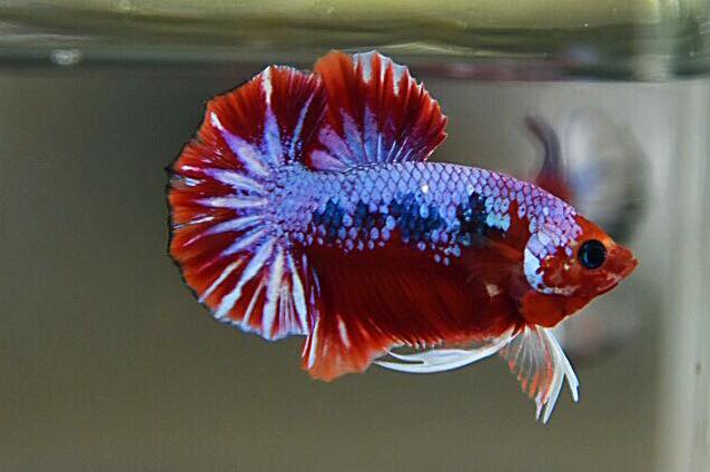 "แฟนซีดราก้อน" ปลากัดคัดเกรดครีบสั้น - Halfmoon Plakad Fancy Dragon Premium Quality Grade