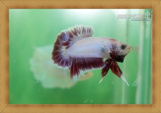 ปลากัดครีบสั้น - Fancy Halfmoon Plakats