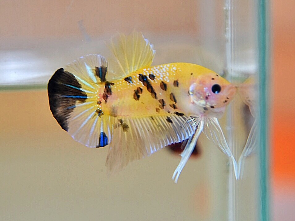 ปลากัดคัดเกรดครีบสั้น - Halfmoon Plakad Fancy Tiger Premium Quality Grade