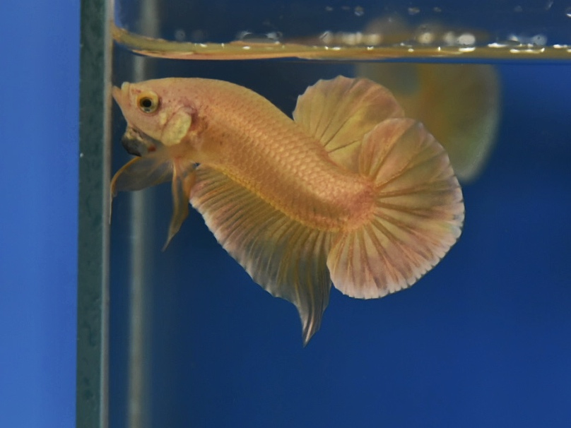 ปลากัดคัดเกรดครีบสั้น - Halfmoon Plakad Super Gold Premium Quality Grade