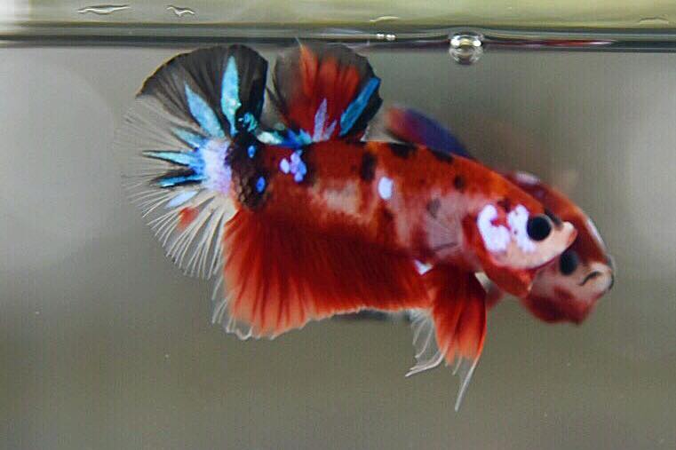 ปลากัดคัดเกรดครีบสั้น - Halfmoon Plakad Fancy Koi Premium Quality Grade