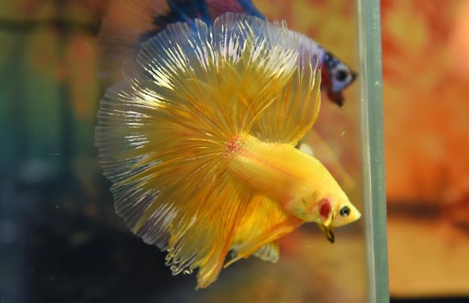 ปลากัดคัดเกรดครีบยาว - Halfmoon Fancy Colors Full Yellow Gold Premium Quality Grade AAA+