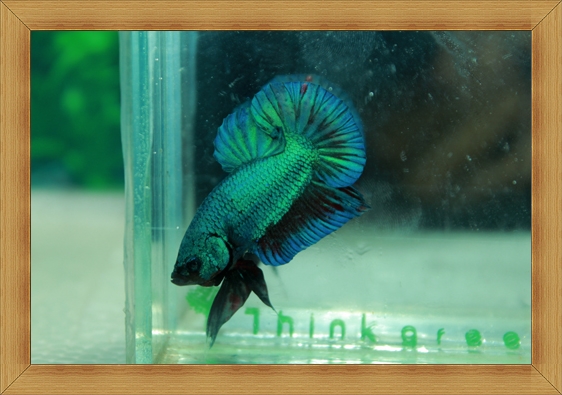 (ขายแล้วครับ)ปลากัดครีบสั้น - Fancy Halfmoon Plakats
