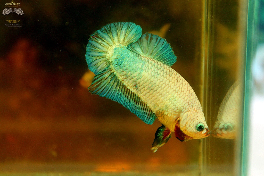 (ขายแล้วครับ)"คัดเกรด"ปลากัดครีบสั้นตัวเมีย-Female Halfmoon Plakats Fancy Marble Grade AAA