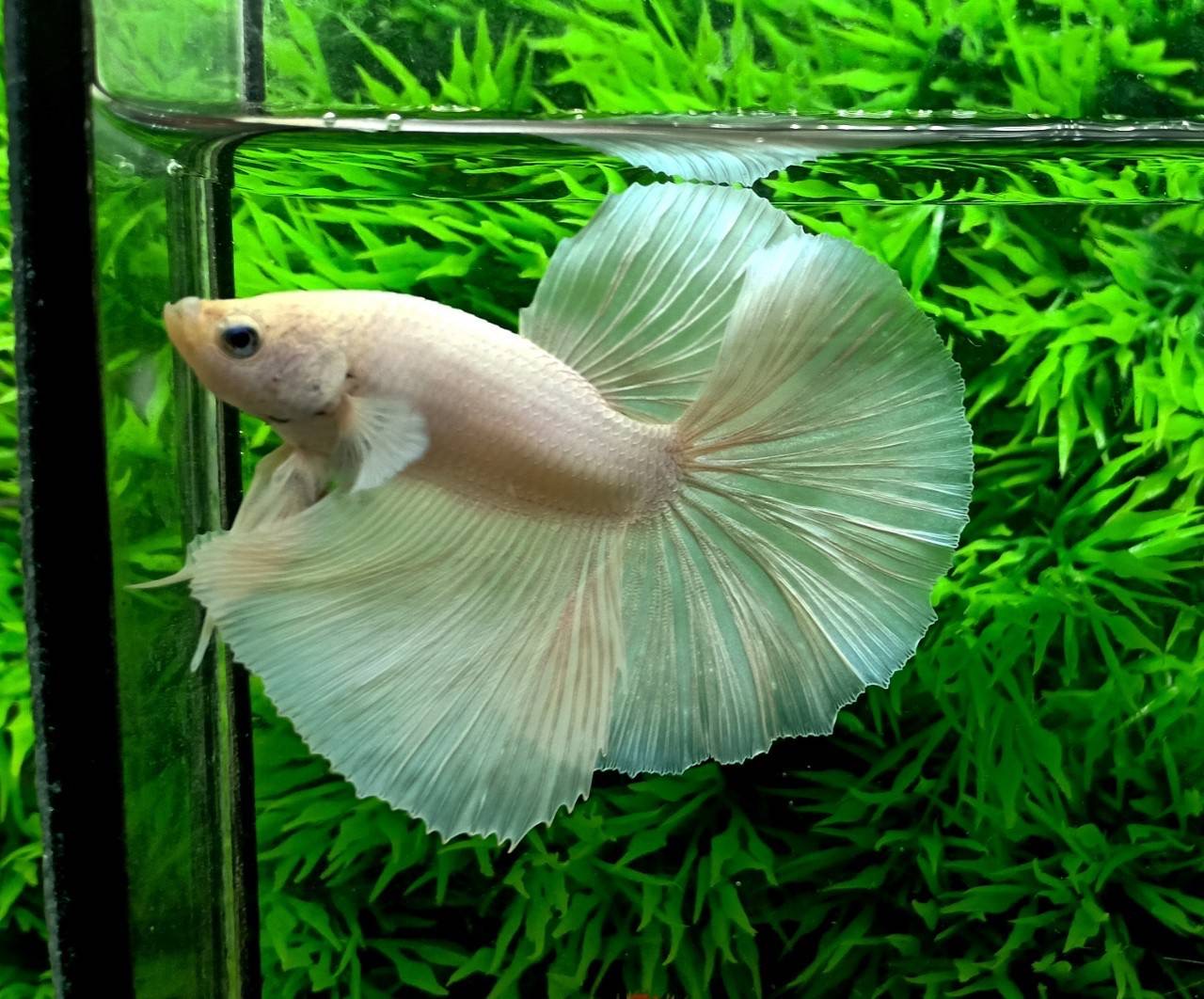 ปลากัดคัดเกรดครีบยาว - Halfmoon White Colors Premium Quality Grade