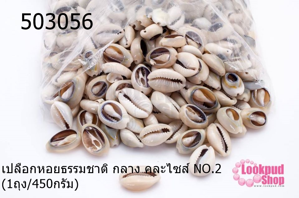 เปลือกหอยธรรมชาติ กลาง คละไซส์ NO.2 (1ถุง/450กรัม)