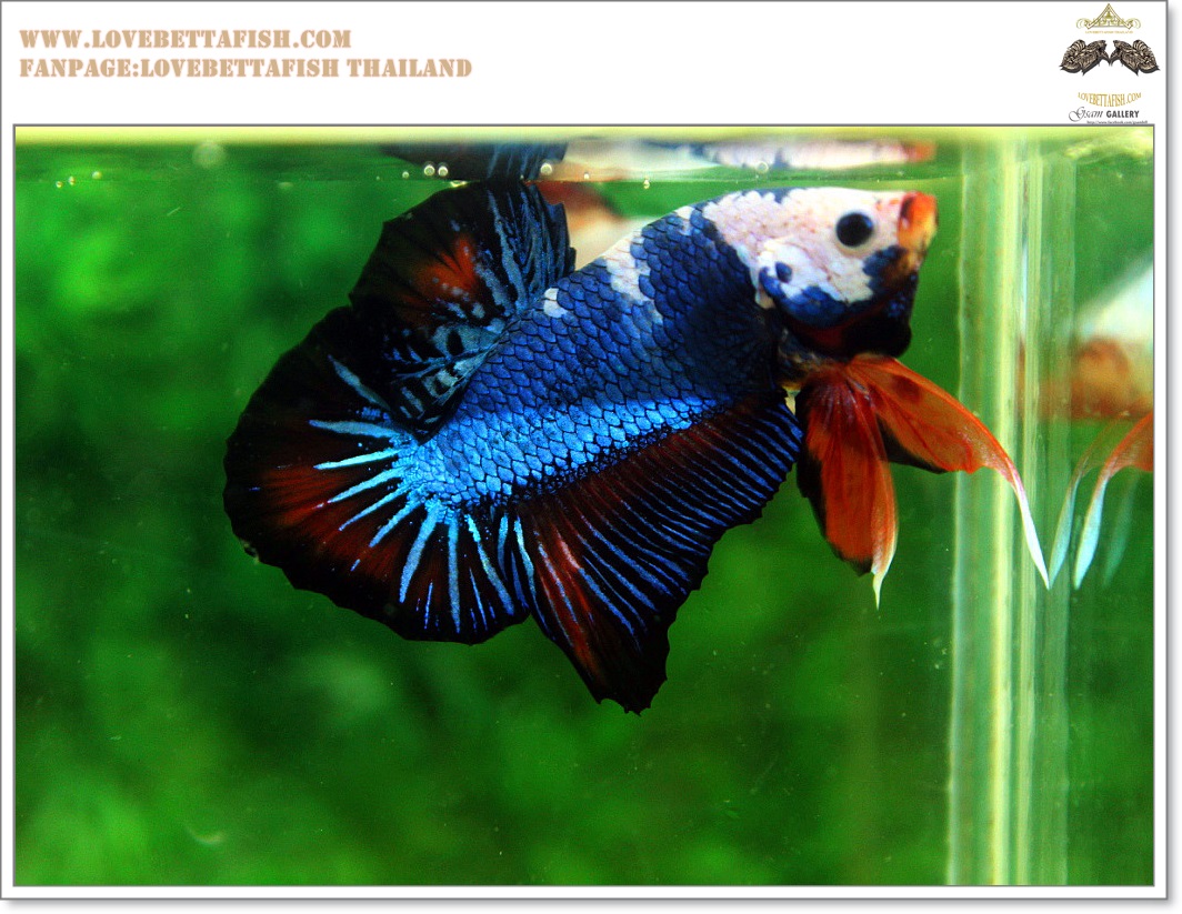 คัดเกรดปลากัดครีบสั้น-Hi- Quality Halfmoon Plakat Fancy White Head Dragon Quality Grade