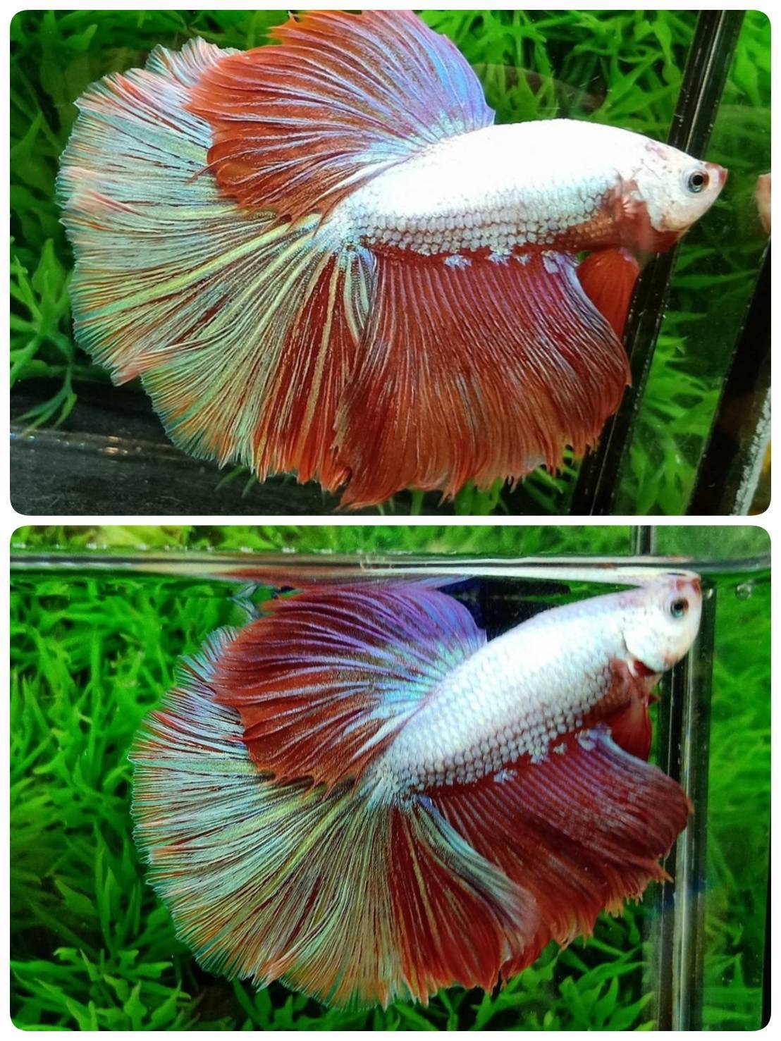 ปลากัดคัดเกรดครีบยาว - Halfmoon Fancy Colors Copper Premium Quality Grade