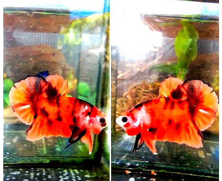 ปลากัดคัดเกรดครีบสั้นแฟนซี - Halfmoon Plakad Fancy Red Nemo Galaxy Premium Quality Grade