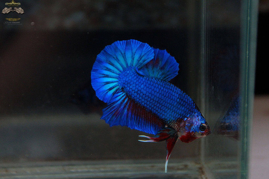 (ขายแล้วครับ)"คัดเกรด"ปลากัดครีบสั้น-Halfmoon Plakats Fancy Green Dragon