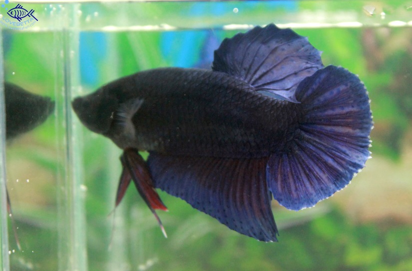 (ขายแล้วครับ)"คัดเกรด"ปลากัดยักษ์ครีบสั้น-Giant Fancy Lavender