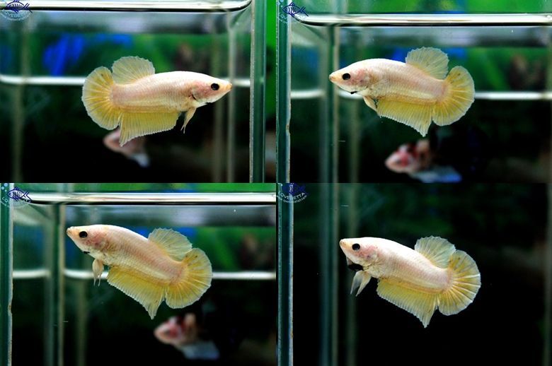 ตอนรับเทศกาล สงกรานต์ ปลากัดครีบสั้น-Halfmoon Plakats Super Gold